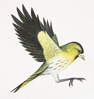Finch Prints: Eurasian Siskin, Carduelis spinus