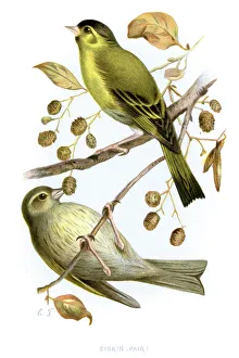 Images Dated 29th September 2012: Eurasian Siskin - Carduelis spinus