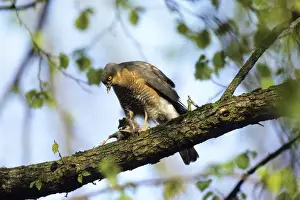 Eurasian Sparrowhawk -Accipiter nisus-, male with prey, plucking, Upper Bavaria, Bavaria, Germany, Europe
