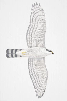 Images Dated 26th February 2007: Eurasian Sparrowhawk (Accipiter nisus), adult female bird of prey