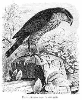 Animals Hunting Gallery: Eurasian sparrowhawk engraving 1892