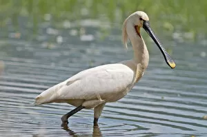 Images Dated 26th May 2013: Eurasian Spoonbill or Common Spoonbill -Platalea leucorodia- foraging for food, Lake Kerkini