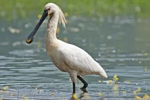 Images Dated 26th May 2013: Eurasian Spoonbill or Common Spoonbill -Platalea leucorodia- foraging for food, Lake Kerkini
