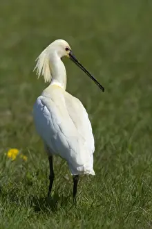 Texel Prints: Eurasian Spoonbill or Common Spoonbill -Platalea leucorodia