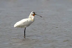 Prints of Eurasian Spoonbill or Common Spoonbill -Platalea leucorodia-, adult bird standing in shallow water, yawning, Camargue, France, Europe Friedhelm Adam Nature Photography Prints: Eurasian Spoonbill or Common Spoonbill -Platalea leucorodia