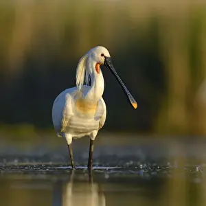 Reserve Prints: Eurasian Spoonbill or Common Spoonbill (Platalea leucorodia