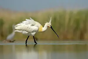 Magyarorszag Prints: Eurasian Spoonbill or Common Spoonbill (Platalea leucorodia)