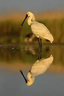 Mirrored Prints: Eurasian Spoonbill or Common Spoonbill (Platalea leucorodia)