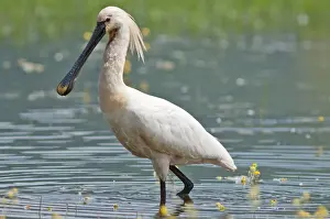 In Water Prints: Eurasian Spoonbill or Common Spoonbill -Platalea leucorodia- foraging for food