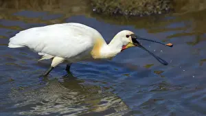 Eurasian Spoonbill or Common Spoonbill -Platalea leucorodia- foraging for food, Wagejot nature reserve, Texel, West Frisian Islands, province of North Holland, The Netherlands