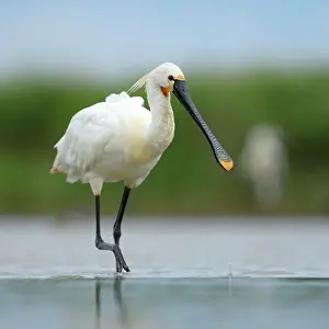 Magyarorszag Prints: Eurasian Spoonbill or Common Spoonbill (Platalea leucorodia) foraging for food