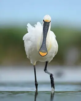 Eurasian Spoonbill or Common Spoonbill (Platalea leucorodia) foraging for food, Kiskunsag National Park, Southeastern Hungary, Hungary