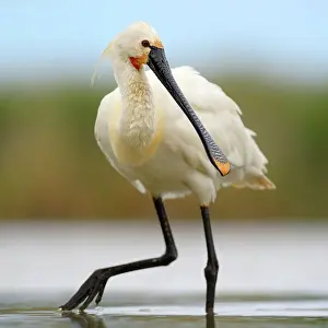 Magyarorszag Prints: Eurasian Spoonbill or Common Spoonbill (Platalea leucorodia) foraging for food