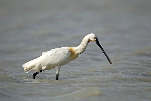 Images Dated 23rd May 2012: Eurasian spoonbill -Platalea leucorodia-, Burgenland, Austria, Europe