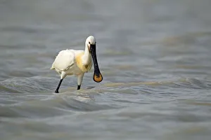 Images Dated 23rd May 2012: Eurasian spoonbill -Platalea leucorodia-, Burgenland, Austria, Europe