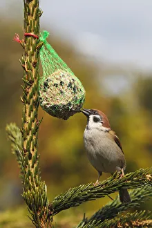 Images Dated 22nd April 2012: Eurasian Tree Sparrow -Passer montanus- on a birdseed ball, Schleswig-Holstein, Germany, Europe