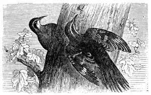 Eurasian Ethnicity Prints: Eurasian Treecreeper or Common Treecreeper(Certhia familiaris)