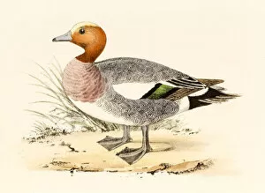 Images Dated 22nd August 2015: Eurasian Wigeon, 19 century science illustration