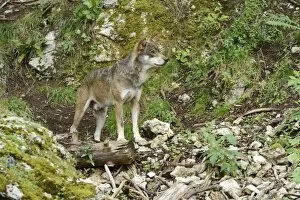 Images Dated 28th July 2012: Eurasian Wolf -Canis lupus lupus-, Jura, Switzerland, Europe