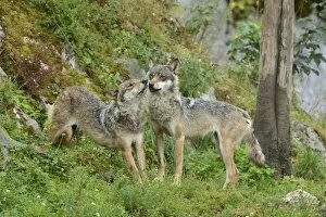 Eurasian Wolves -Canis lupus lupus-, sniffing at each other, Jura, Switzerland, Europe
