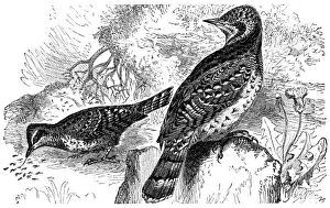 Woodpecker Gallery: Eurasian wryneck (Jynx torquilla)