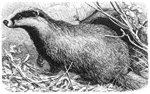 Tail Gallery: European badger(Meles meles)