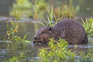 Images Dated 13th July 2014: European Beaver -Castor fiber-, foraging, diurnal, Middle Elbe, Saxony-Anhalt, Germany