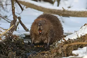 Images Dated 4th December 2010: European Beaver -Castor fiber-, foraging, winter, snow, diurnal, Middle Elbe, Saxony-Anhalt, Germany