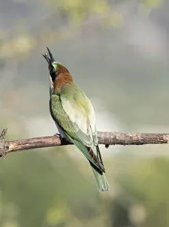 Images Dated 28th July 2016: European Bee-eater (Merops apiaster) pair on branch eating a wasp. Spain