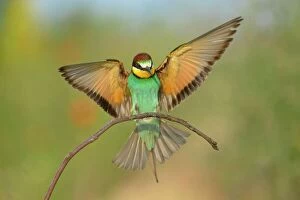 Images Dated 11th June 2016: European bee-eater (Merops apiaster), landing on perch, Kiskunsag National Park, Hungary