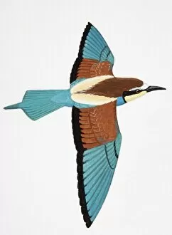 European Bee-eater (Merops apiaster), adult