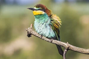 Images Dated 30th May 2018: European bee-eater - Merops apiaster - on a branch in the morning