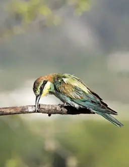 Swarm Of Insects Prints: European Bee-eater (Merops apiaster) on a branch rubbing peak. Spain