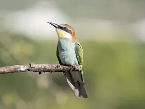 Images Dated 28th July 2016: European Bee-eater (Merops apiaster) pair on branch. Spain