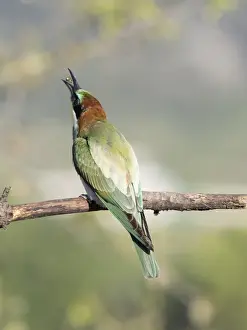 Swarm Of Insects Prints: European Bee-eater (Merops apiaster) pair on branch eating a wasp. Spain