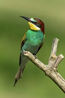 European Bee-eater -Merops apiaster- perched on a lookout, Freiburg im Breisgau, Baden-Wurttemberg, Germany