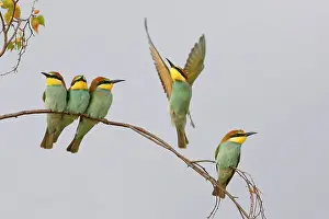 Prints of animal child, animals, auf, aves, background light, background light-colored, bee eater, bee-eaters, bird photography, birds, body of water, bough, branch, branches, breeding, bright background Friedhelm Adam Nature Photography Prints: European Bee-eater (Merops apiaster) Young birds sitting on a branch
