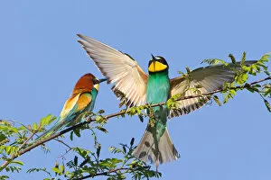Images Dated 17th May 2013: Two European Bee-eaters -Merops apiaster- on a branch, Saxony-Anhalt, Germany