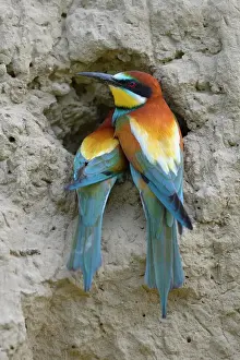 Nest Prints: European Bee-eaters (Merops apiaster) breeding pair