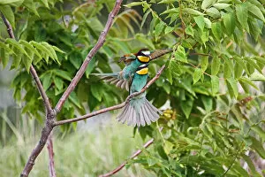 Images Dated 25th May 2012: European bee-eaters -Merops apiaster-, mating, Burgenland, Austria, Europe