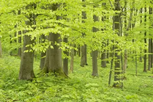 Fagus Prints: European Beech or Common Beech forest -Fagus sylvatica