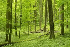 Ramson Prints: European Beech or Common Beech forest -Fagus sylvatica- in spring