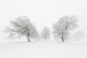 Images Dated 15th January 2013: European Beech -Fagus sylvatica-, wind-bent beech trees on Schauinsland Mountain in winter