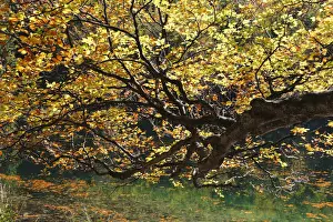 Autumn Leaf Prints: European Beech -Fagus sylvatica- on lake Hinterer Langbathsee in autumn