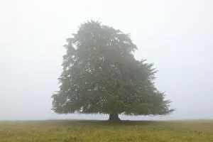 Morning Fog Gallery: European beech -Fagus sylvatica- in the mist, Swabian Alb, Baden-Wuerttemberg, Germany, Europe