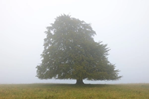 Break Of Dawn Gallery: European beech -Fagus sylvatica- in the mist, Swabian Alb, Baden-Wuerttemberg, Germany, Europe