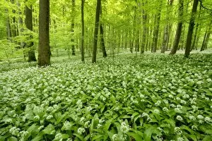 Images Dated 25th May 2013: European Beech forest -Fagus sylvatica- with flowering Wild Garlic or Ramsons -Allium ursinum