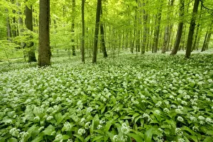 Ramson Prints: European Beech forest -Fagus sylvatica- with flowering Wild Garlic or Ramsons -Allium ursinum