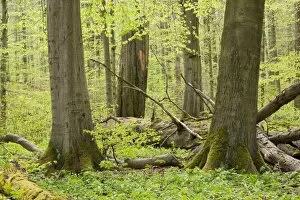 European beech forest in spring, European Beech or Common Beech -Fagus sylvatica- with a lot of dead wood