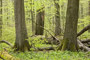 Fagus Prints: European beech forest in spring
